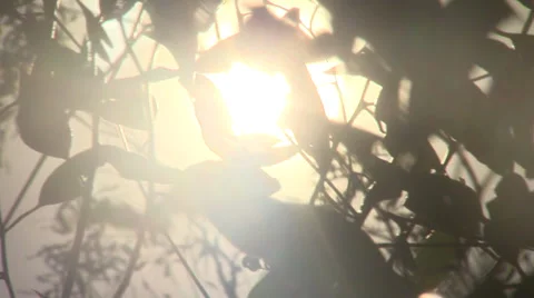 Rays Of Light Through Leaves Видео 34799998