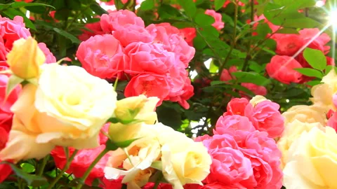 Rays of Light Through the Roses: Angela and the Schneebalzer Vídeos de archivo 330311736