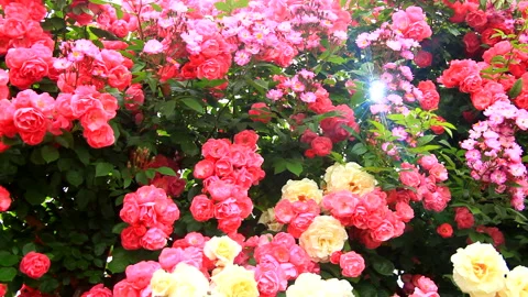 Rays of Light Through the Roses: Angela and the Schneebalzer 스톡 동영상 330312014