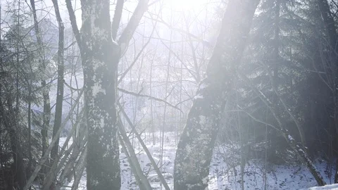 Rays of light through a snow covered forest. Video stock 126724230