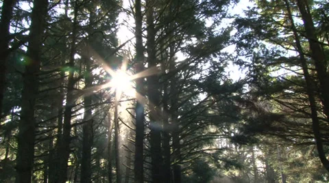 Rays of Light Through Trees Vídeo Stock 34553471