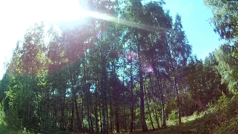 Rays of light through the trees Video stock 94252643