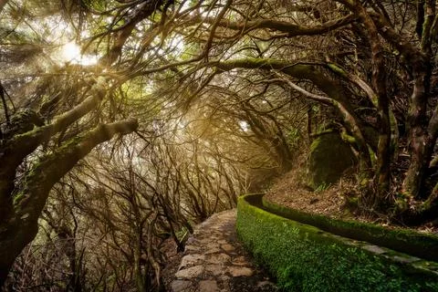 Rays of Light through the Trees on Madeira Island, Portugal Stock Photos
