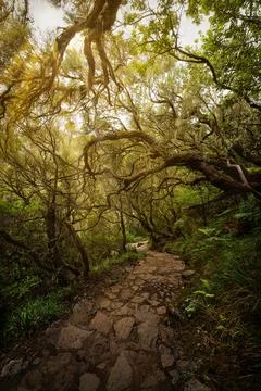 Rays of Light through the Trees on Madeira Island, Portugal Stock Photos
