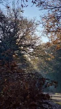 RAYS OF LIGHT THROUGH THE TREE'S Stock Photos