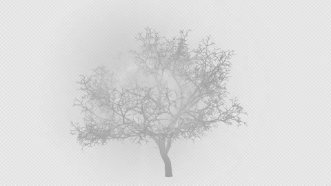 Rays of light from a tree on a transparent background  with an alpha channel. Stock Footage 244472675