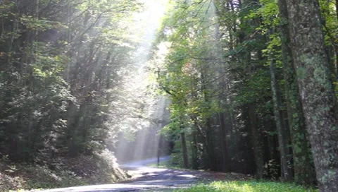 Rays of light in the trees Stock Footage 8825218