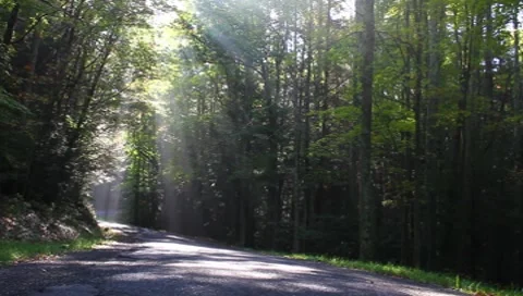 Rays of light in the trees Stock Footage 8825227