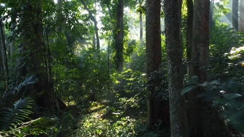 Rays of Light in Tropical Forests, IPB Research Forest, Bogor City. Stock Footage 258818489