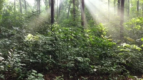 Rays of Light in Tropical Forests, IPB Research Forest, Bogor City. Stock Footage 267841417