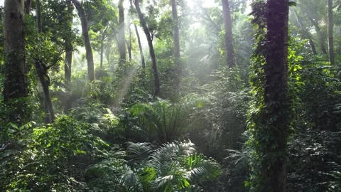 Rays of Light in Tropical Forests, IPB Research Forest, Bogor City. Stock Footage 267844403