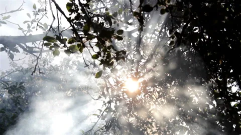 Rays of light in the woods Stock Footage 97075045
