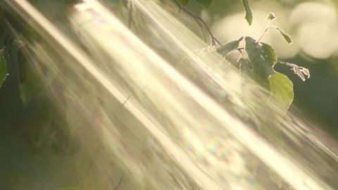 Rays of magical sunlight through the leaves at sunset, heavenly / vintage (4k) Vídeos de archivo 276712491