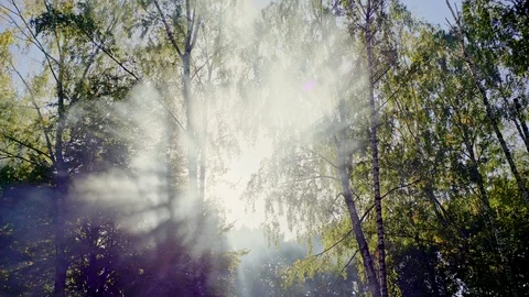 Rays of magnificent bright sun shining through tall green birches in amazing Stock Footage 97217396