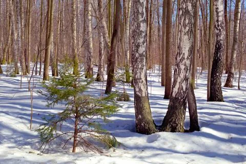 The rays of the March sun shine through the birch forest, leaving blue shadow Stock Photos