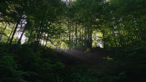 The rays of the morning sun shine through the trees in the forest. Steadicam Stock Footage 84053460