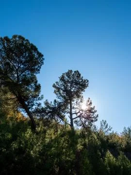 The rays of the morning sun shine through the branches of a pine tree Stock Photos