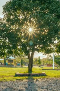 Rays of morning sun shining through the tree in the park Stock Photos