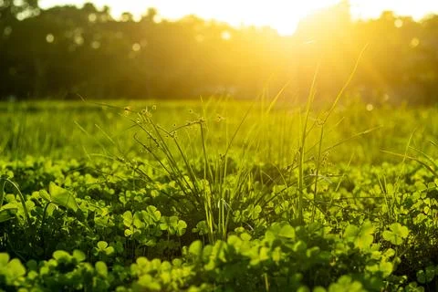 The rays of the morning sun on the tiny green grass is a beautiful sight Stock Photos