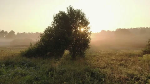 Rays of the rising sun break through the branches of a green tree standing on Vídeo Stock 121056287