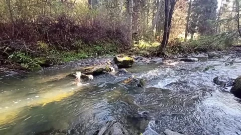 The rays of the rising sun illuminate the bed of a mountain stream Stock Footage 299873838