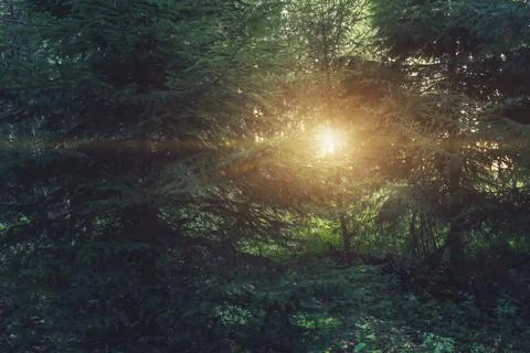 Rays of the rising sun make their way through the dense spruce forest Stock Photos