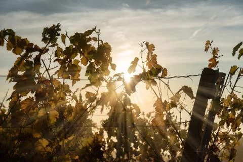 Rays of the rising sun in the vineyard Stock-Fotos