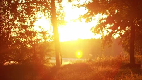 Rays of the setting orange evening sun in a clearing in the forest against the Stock Footage 300340306