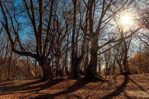 The rays of the setting sun break through the branches of the autumn forest Stock Photos