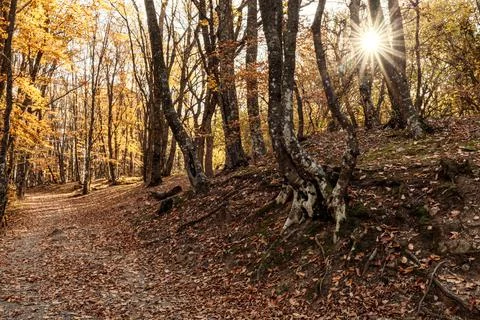 The rays of the setting sun break through the branches of the autumn forest Stock Photos