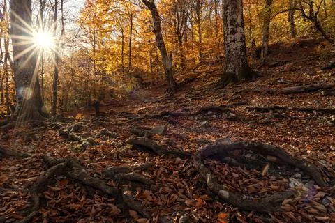 The rays of the setting sun break through the branches of the autumn forest Stock Photos