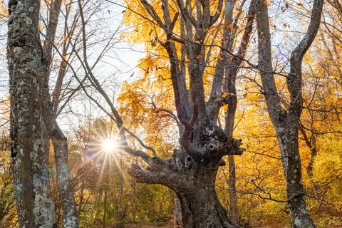 The rays of the setting sun break through the branches of the autumn forest Stock Photos