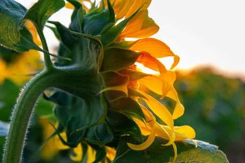 The rays of the setting sun break through the petals of the sunflower. Sunflo Stock Photos