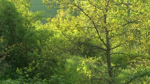 The rays of the setting sun brightening the leaves of the trees Stock Footage 242661168