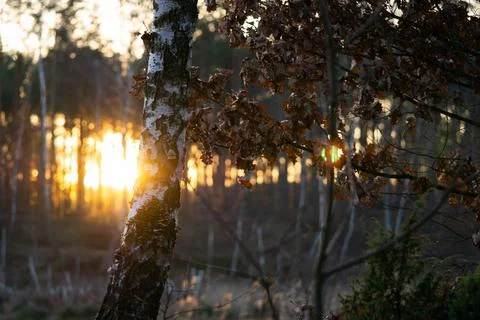 Rays of the setting sun in the forest Stock Photos