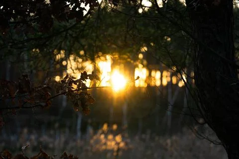 Rays of the setting sun in the forest Stock Photos