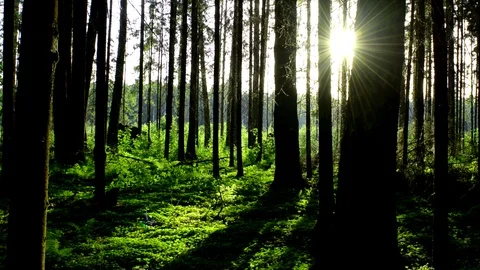 Rays of the setting sun in the forest through the trees in the journey Stock Footage 108847342