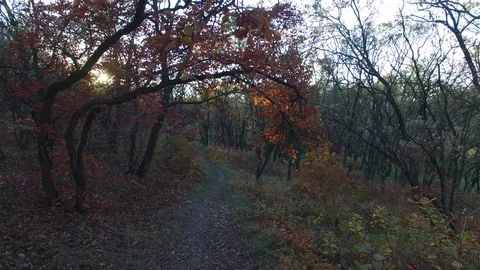Rays of setting sun illuminate colorful leaves of trees. Video stock 70526239