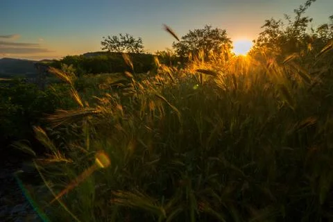 Rays of setting sun illuminate the rye field 스톡 사진