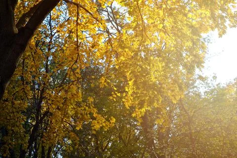 The rays of the setting sun illuminate the yellow maple leaves in the city pa Stock-Fotos
