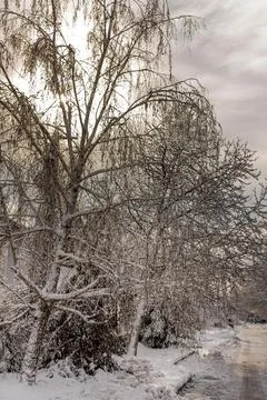 The rays of the setting sun make their way through the branches of a snow Stock Photos