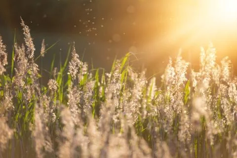 The rays of the setting sun over the field with plants. Shallow depth of fiel Stock Photos