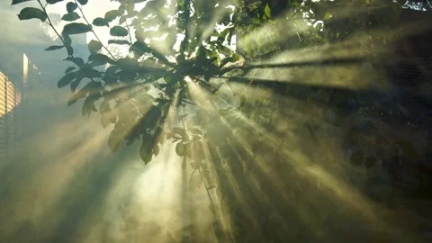 The rays of the setting sun pierce the smoke through the branches of a tree Stock Footage 160620306