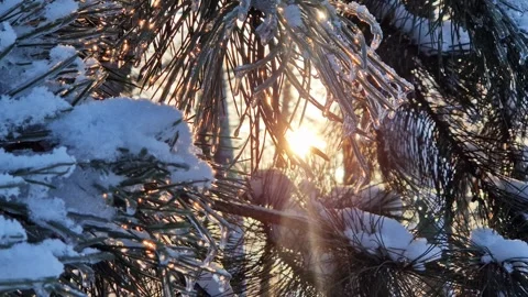 The rays of the setting sun shine through the branches of a fir tree Video stock 327331578
