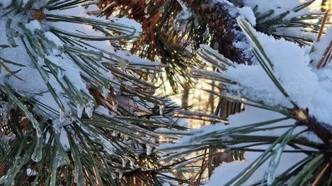 The rays of the setting sun shine through the branches of a fir tree Stock Footage 327331580