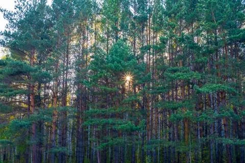 The rays of the setting sun shine through the pine branches Stock Photos