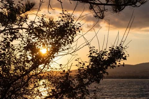 The rays of the setting sun Shine through the branches and leaves of the tree 스톡 사진