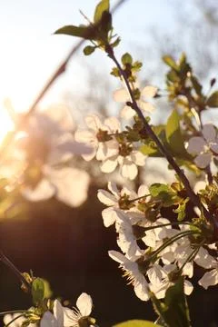 The rays of the setting sun shine through the foliage of a flowering tree Fotos de archivo