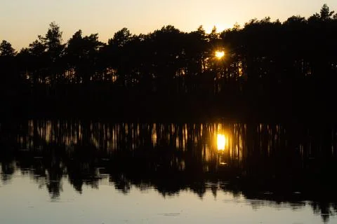 The rays of the setting sun shine through the trees. Golden roses. Evening. Stock Photos
