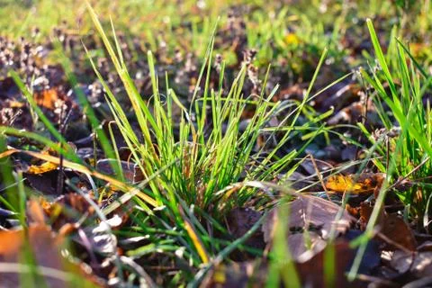 The rays of the setting sun shining through the autumn grass. Close up view of Stock Photos